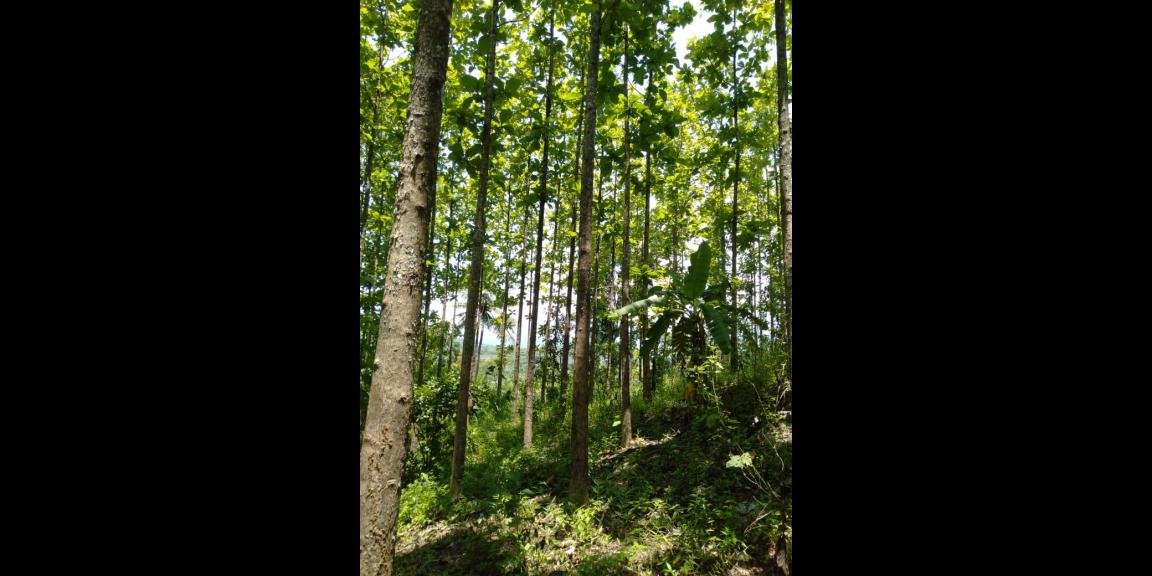 DIJUAL TANAH KEBUN JATI 800 POHON 7.486 M - SHM SUKABUMI DIJUAL TANAH KEBUN JATI 800 POHON 7.486 M - SHM SUKABUMI