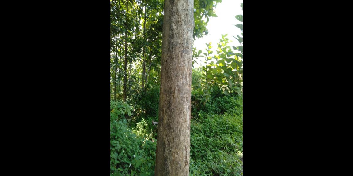 DIJUAL TANAH KEBUN JATI 800 POHON 7.486 M - SHM SUKABUMI DIJUAL TANAH KEBUN JATI 800 POHON 7.486 M - SHM SUKABUMI