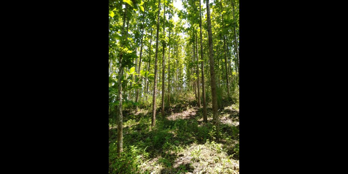 DIJUAL TANAH KEBUN JATI 800 POHON 7.486 M - SHM SUKABUMI DIJUAL TANAH KEBUN JATI 800 POHON 7.486 M - SHM SUKABUMI