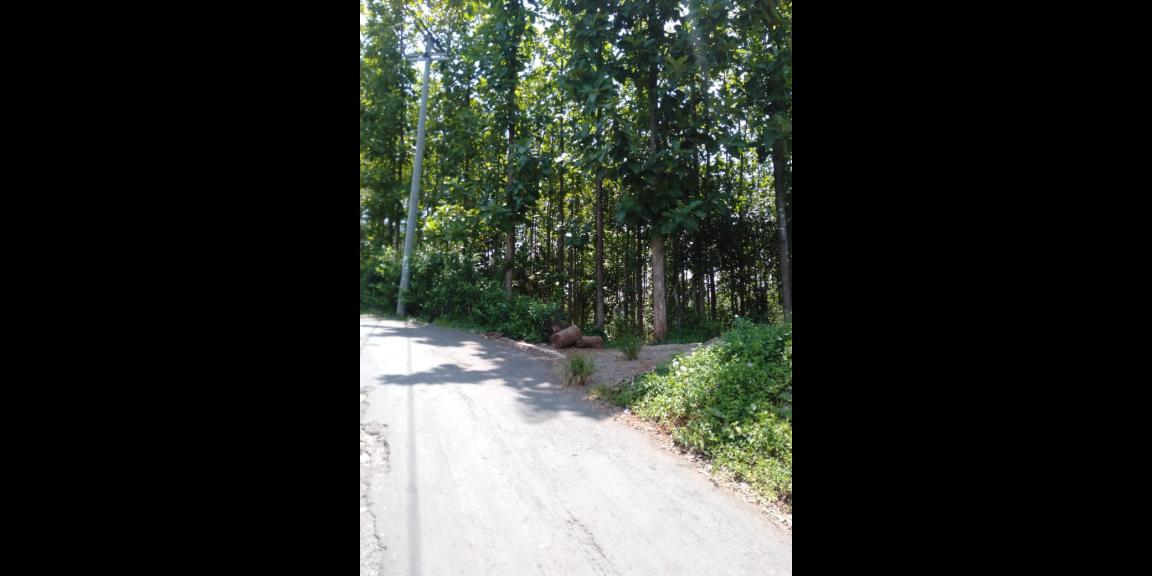 DIJUAL TANAH KEBUN JATI 800 POHON 7.486 M - SHM SUKABUMI DIJUAL TANAH KEBUN JATI 800 POHON 7.486 M - SHM SUKABUMI