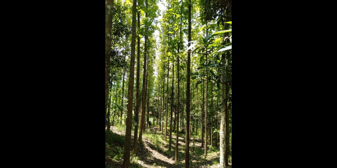DIJUAL TANAH KEBUN JATI 800 POHON 7.486 M - SHM SUKABUMI DIJUAL TANAH KEBUN JATI 800 POHON 7.486 M - SHM SUKABUMI