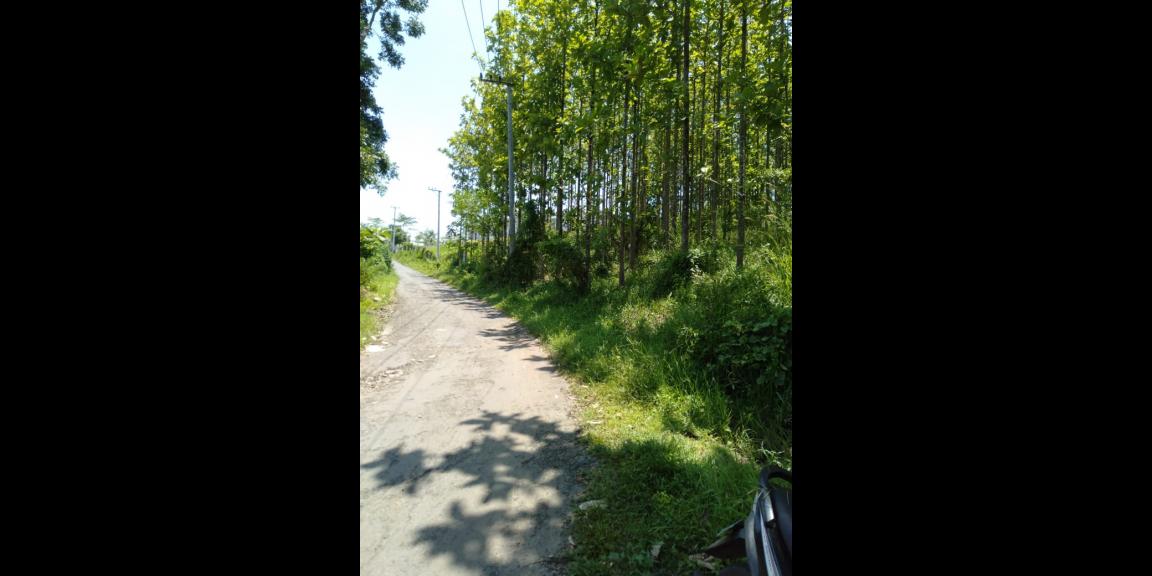DIJUAL TANAH KEBUN JATI 800 POHON 7.486 M - SHM SUKABUMI DIJUAL TANAH KEBUN JATI 800 POHON 7.486 M - SHM SUKABUMI