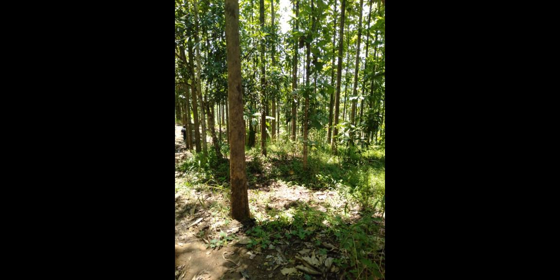 DIJUAL TANAH KEBUN JATI 800 POHON 7.486 M - SHM SUKABUMI DIJUAL TANAH KEBUN JATI 800 POHON 7.486 M - SHM SUKABUMI