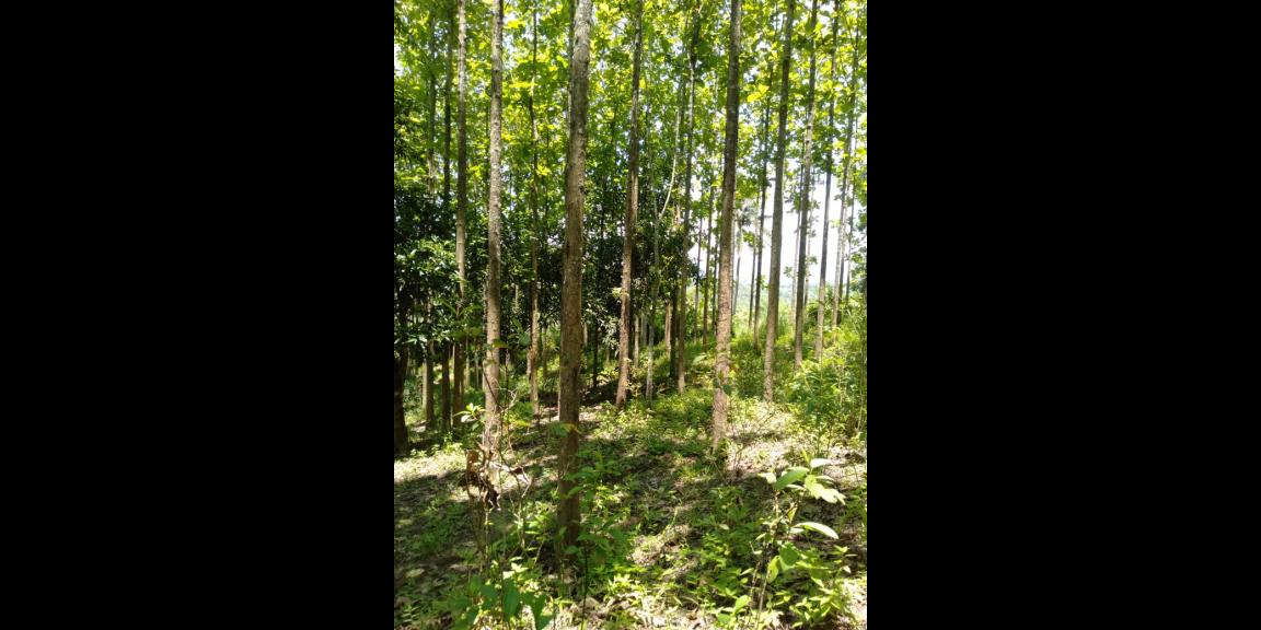 DIJUAL TANAH KEBUN JATI 800 POHON 7.486 M - SHM SUKABUMI DIJUAL TANAH KEBUN JATI 800 POHON 7.486 M - SHM SUKABUMI