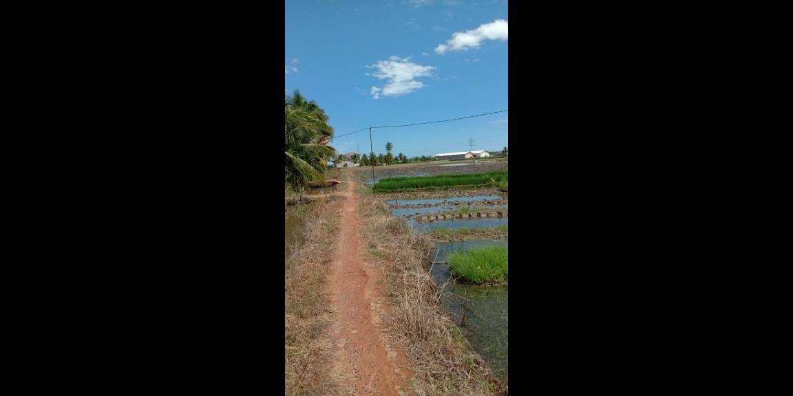 DI JUAL TANAH SAWAH DI SINGKAWANG BARAT DI JUAL TANAH SAWAH DI SINGKAWANG BARAT