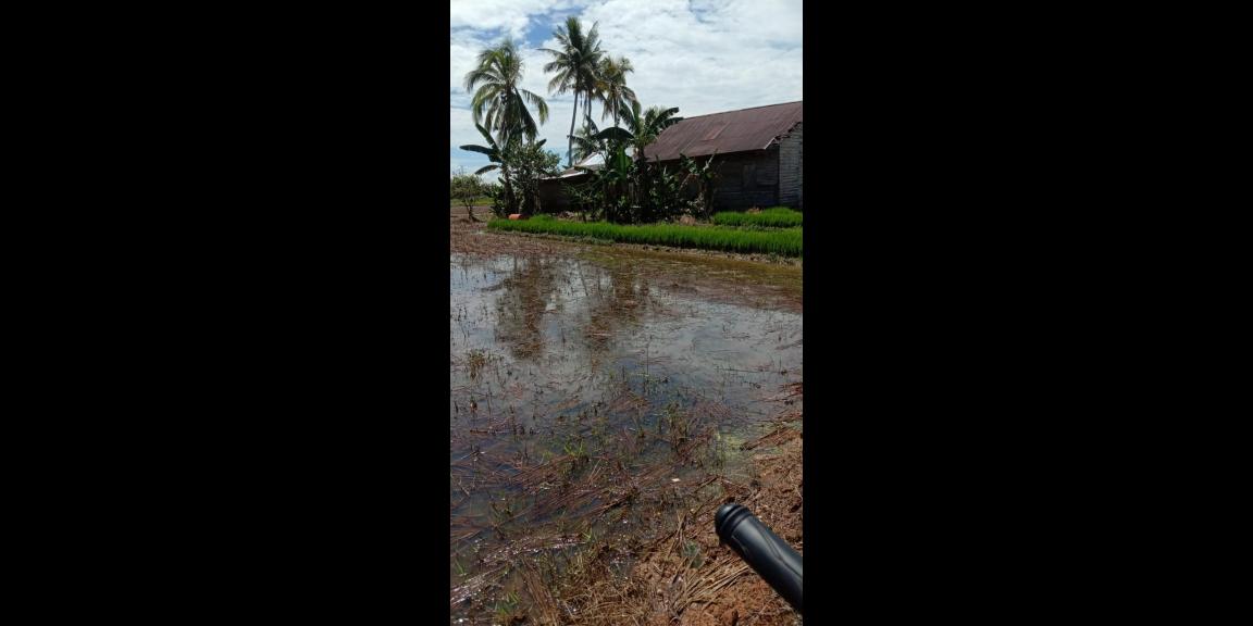 DI JUAL TANAH SAWAH DI SINGKAWANG BARAT DI JUAL TANAH SAWAH DI SINGKAWANG BARAT