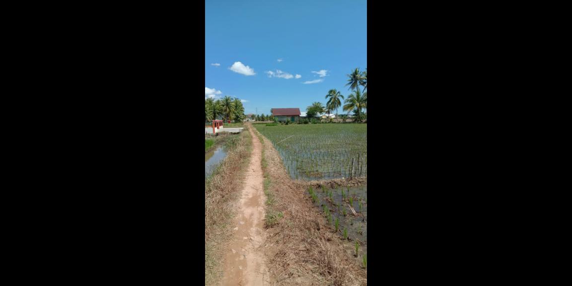 DI JUAL TANAH SAWAH DI SINGKAWANG BARAT DI JUAL TANAH SAWAH DI SINGKAWANG BARAT