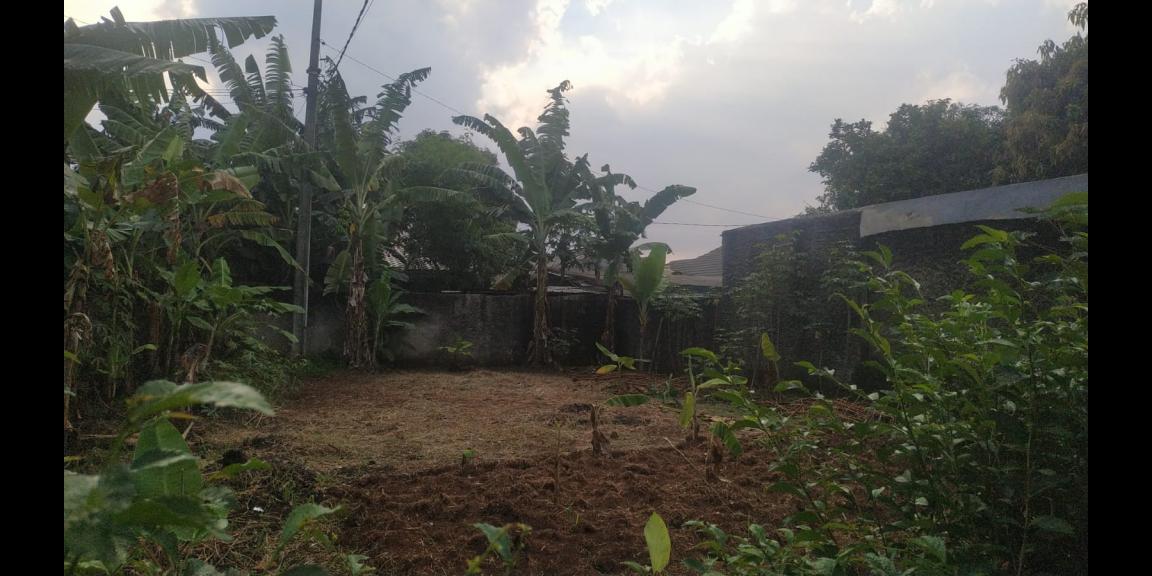 Tanah 800 m2 Kalimulya Depok sudah tembok keliling Tanah 800 m2 Kalimulya Depok sudah tembok keliling