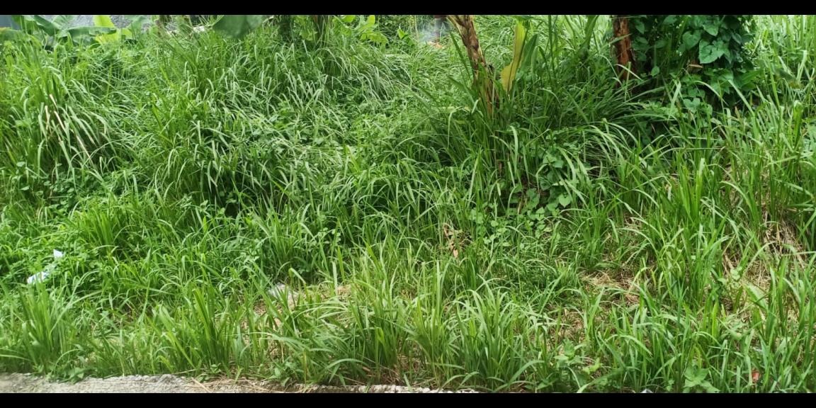 Tanah 210 m2 huk di Kalibaru Depok Tanah 210 m2 huk di Kalibaru Depok