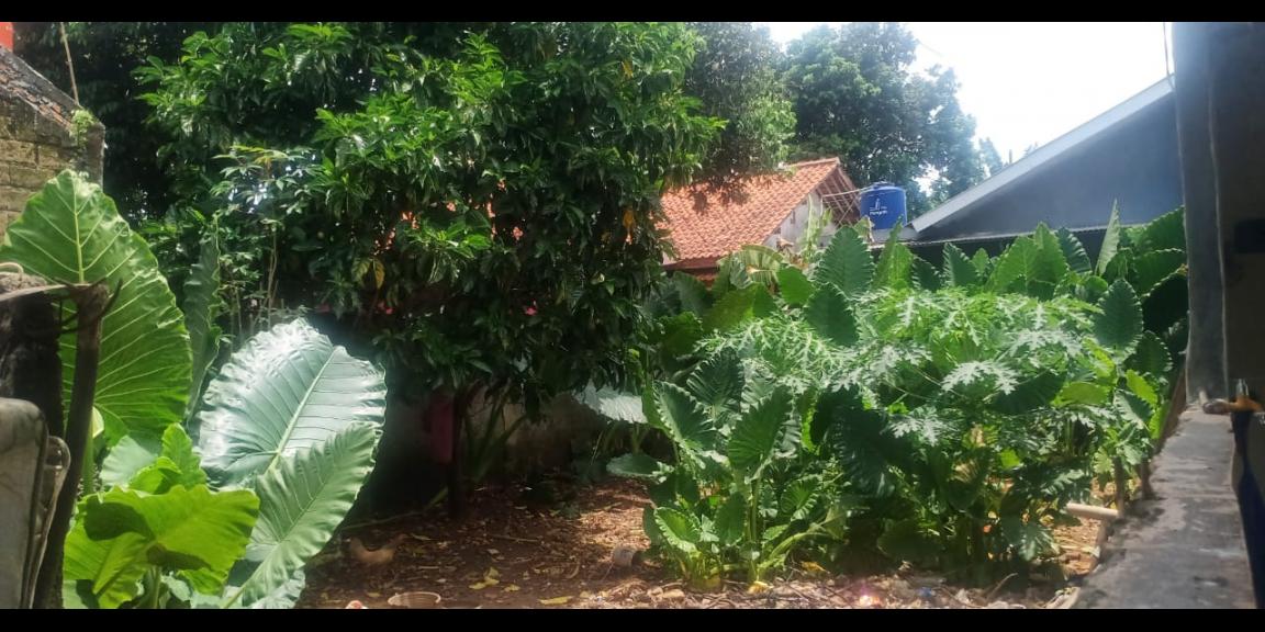 Tanah 140 m2 di Kalibaru Depok sudah tembok keliling Tanah 140 m2 di Kalibaru Depok sudah tembok keliling