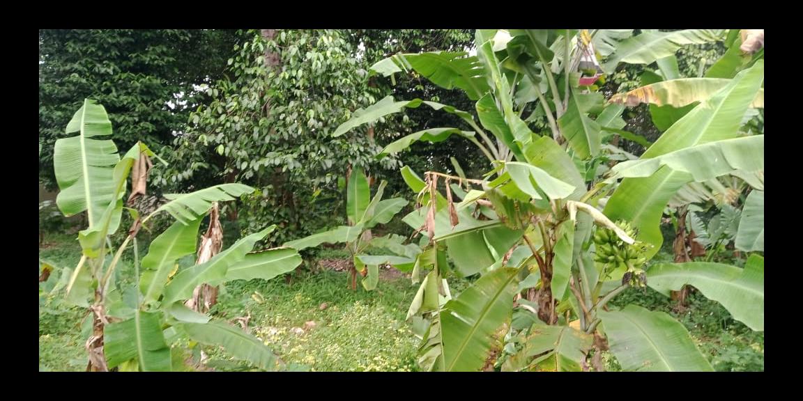 Tanah murah 604 Cibinong Bogor Tanah murah 604 Cibinong Bogor