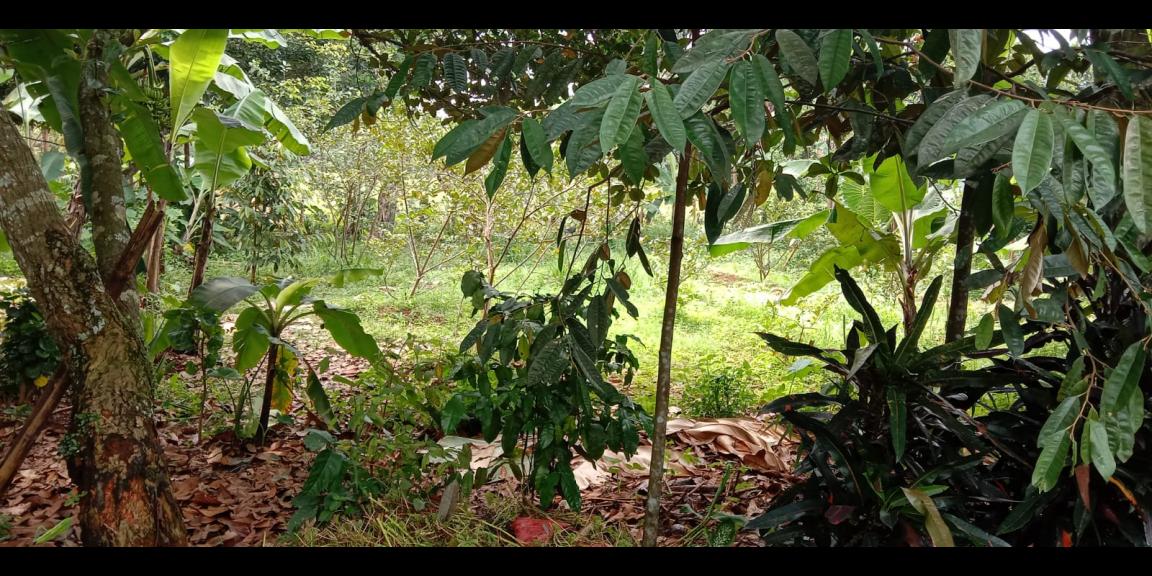 Tanah murah 500 m2 Tajurhalang Bogor Tanah murah 500 m2 Tajurhalang Bogor