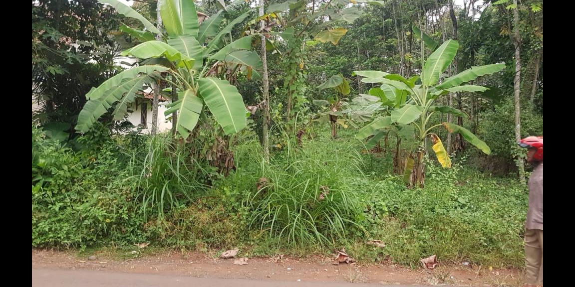 Dijual Tanah dibawah Harga NJOP Lokasi Mijen Semarang Dijual Tanah dibawah Harga NJOP Lokasi Mijen Semarang