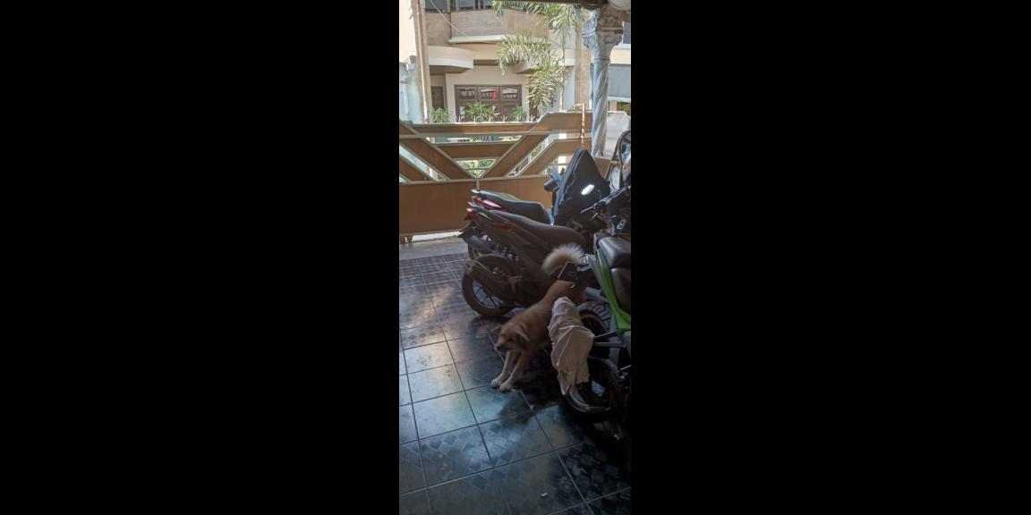 Rumah kampung Siap Huni gayungan surabaya selatan Rumah kampung Siap Huni gayungan surabaya selatan