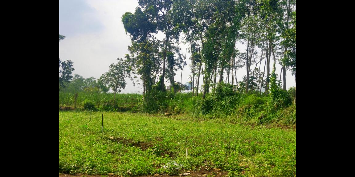 Tanah Siap Bangun Tirtomoyo dekat Kampus Binus Araya Tanah Siap Bangun Tirtomoyo dekat Kampus Binus Araya
