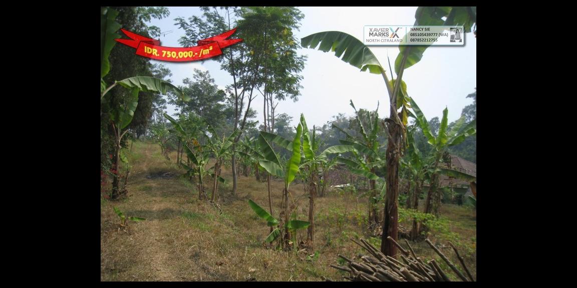 Jalan Raya Trawas Prigen Pasuruan - An Idyllic Location Jalan Raya Trawas Prigen Pasuruan - An Idyllic Location