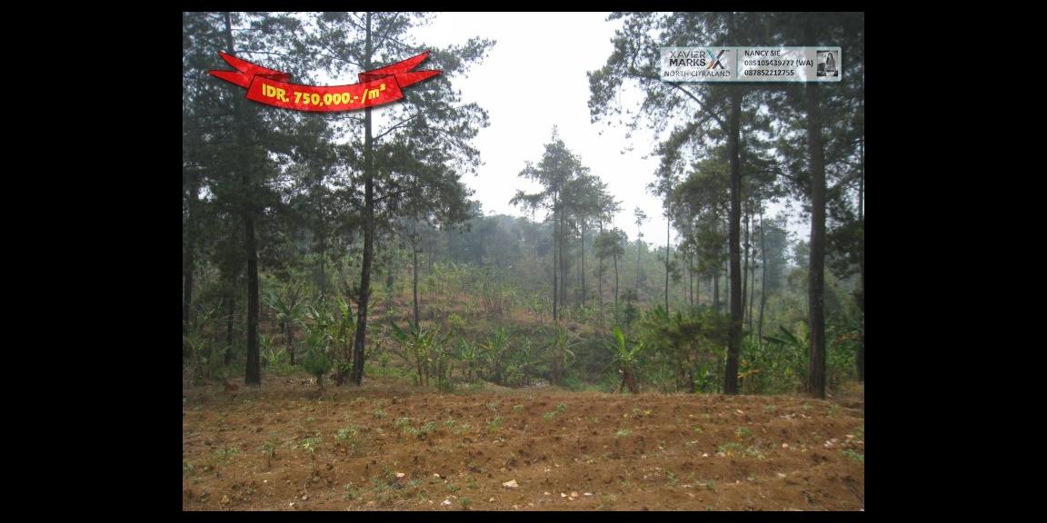 Jalan Raya Trawas Prigen Pasuruan - An Idyllic Location Jalan Raya Trawas Prigen Pasuruan - An Idyllic Location