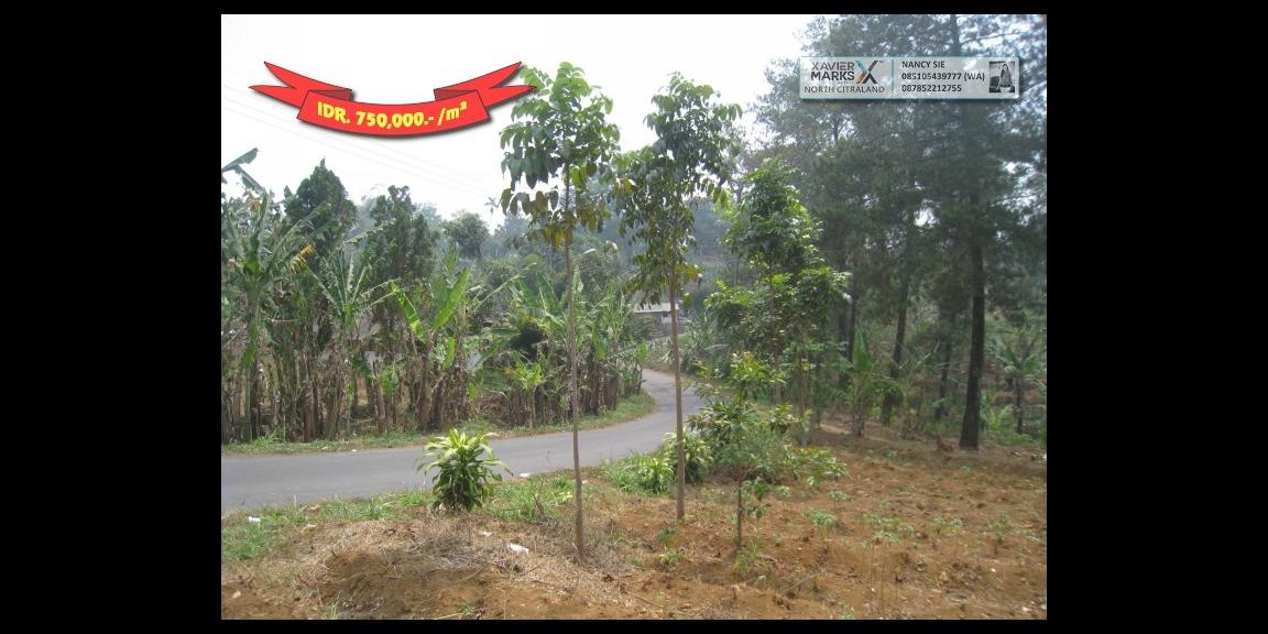 Jalan Raya Trawas Prigen Pasuruan - An Idyllic Location Jalan Raya Trawas Prigen Pasuruan - An Idyllic Location