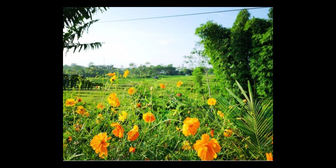 Rumah Ready Unit Mewah Siap Huni, 45/72 380jt, Fasilitas Perumahan sudah selesai semua.Cafe dan Kolam Renang dalam sudah terbangun full fasum. Rumah Ready Unit Mewah Siap Huni, 45/72 380jt, Fasilitas Perumahan sudah selesai semua.Cafe dan Kolam Renang dalam sudah terbangun full fasum.