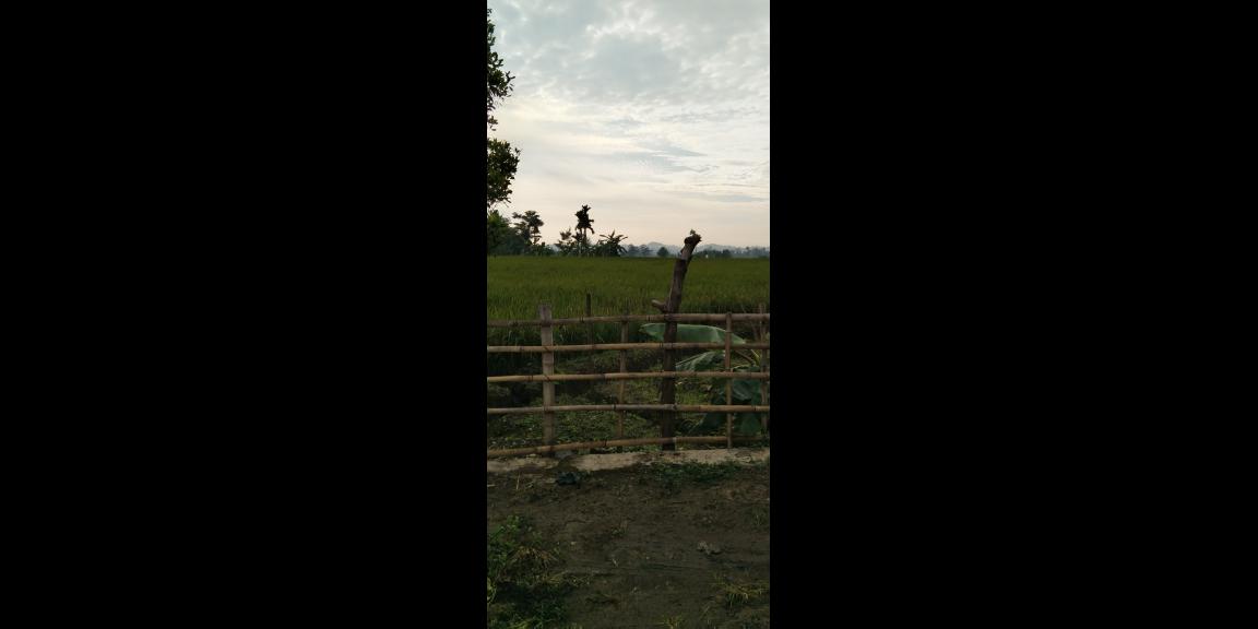 Di jual tanah sawah Kp.bayubud Ciwalen Di jual tanah sawah Kp.bayubud Ciwalen