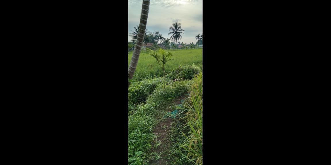 Di jual tanah sawah Kp.bayubud Ciwalen Di jual tanah sawah Kp.bayubud Ciwalen