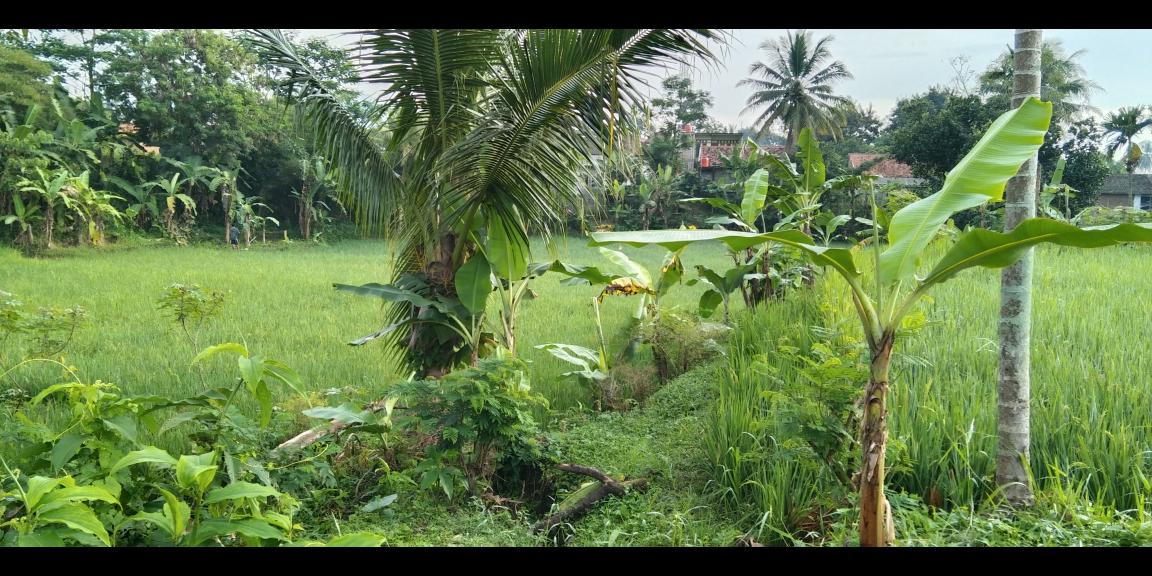 Di jual tanah sawah Kp.bayubud Ciwalen Di jual tanah sawah Kp.bayubud Ciwalen