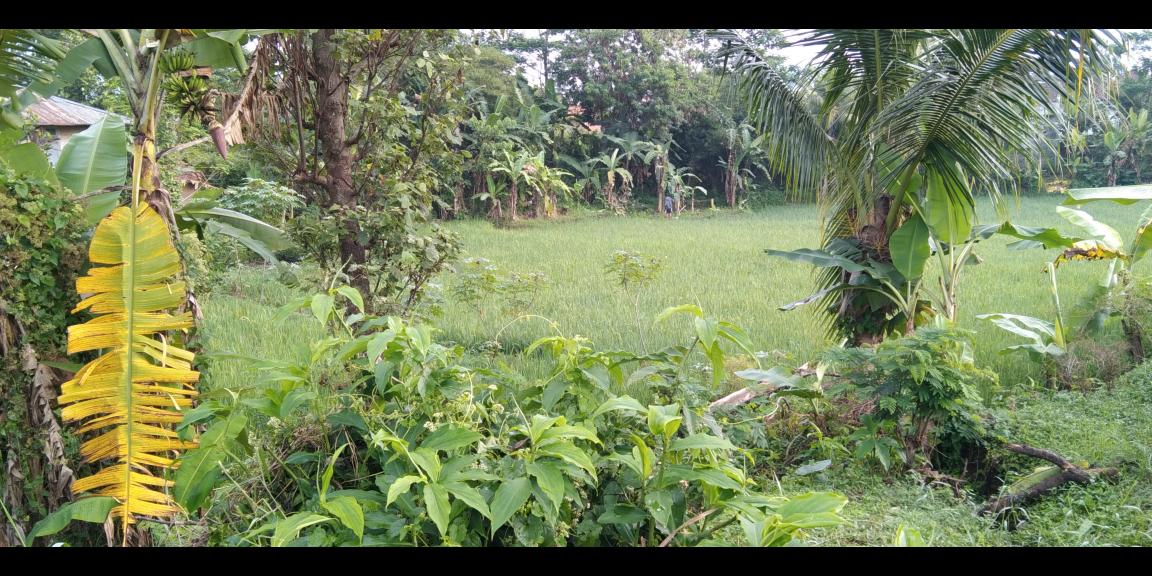 Di jual tanah sawah Kp.bayubud Ciwalen Di jual tanah sawah Kp.bayubud Ciwalen