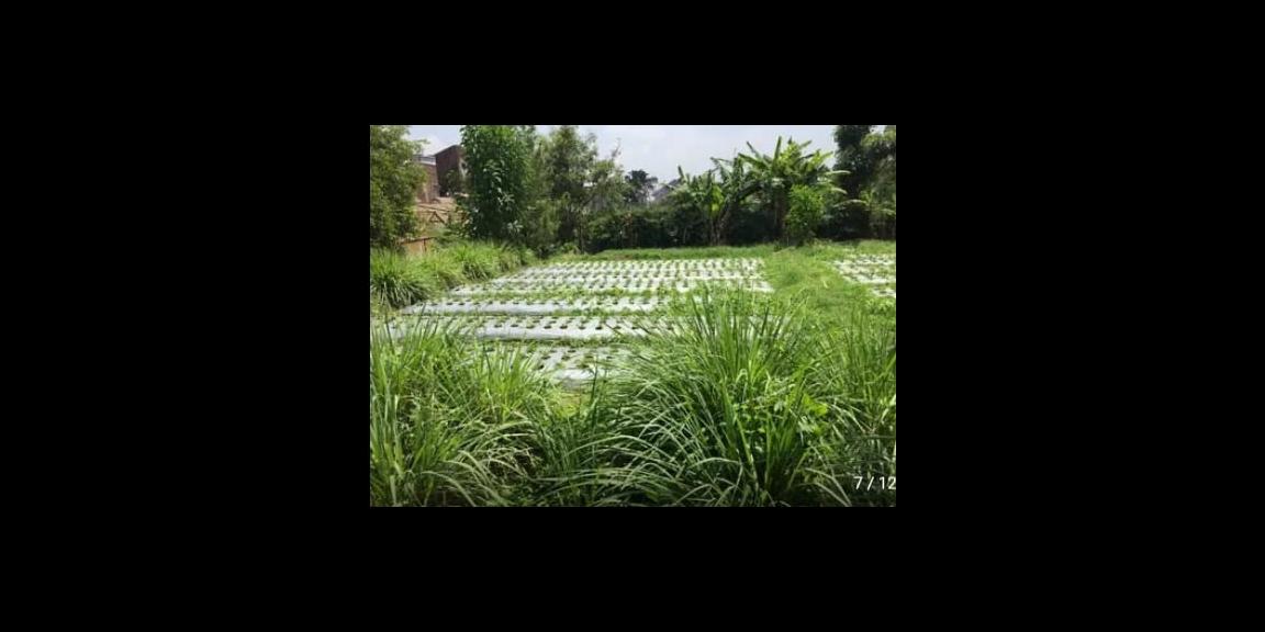 Tanah siap bangun lebar muka 10meter an di komplek Setiabudi Regensi Bandung Tanah siap bangun lebar muka 10meter an di komplek Setiabudi Regensi Bandung