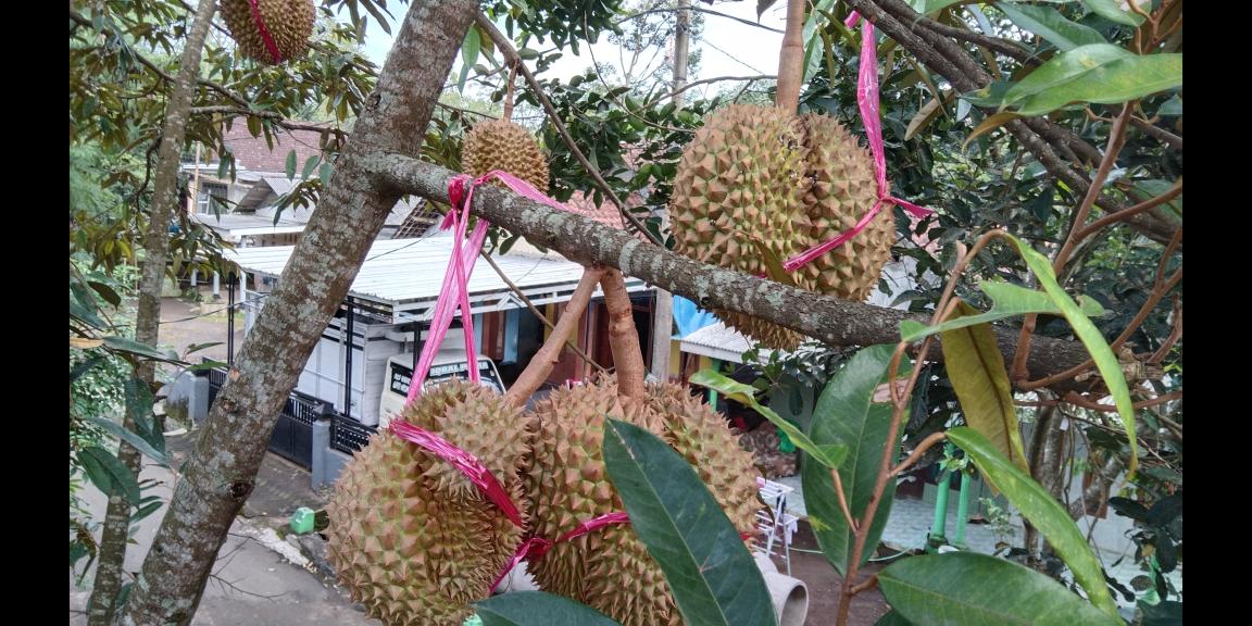 Rumah villa mewah baru sentul purwodadi Rumah villa mewah baru sentul purwodadi