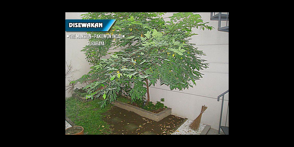 Pakuwon Indah, The Mansion, Surabaya ~ Quiet & Comfy. Pakuwon Indah, The Mansion, Surabaya ~ Quiet & Comfy.