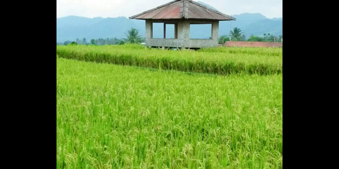 DiJual Tanah Sawah Prospek di Cianjur Puncak Bogor DiJual Tanah Sawah Prospek di Cianjur Puncak Bogor