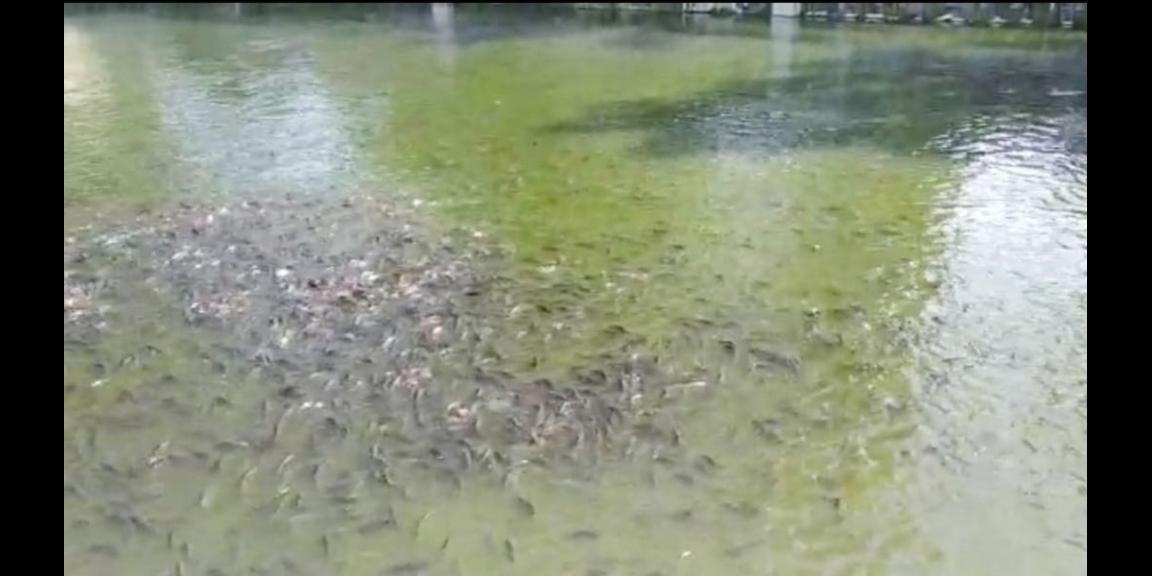 Jual Rumah Plus Usaha Burung Walet dan Budidaya Ikan di Gandusari Blitar Dekat Candi Kotes, Pasar Tugu Jual Rumah Plus Usaha Burung Walet dan Budidaya Ikan di Gandusari Blitar Dekat Candi Kotes, Pasar Tugu