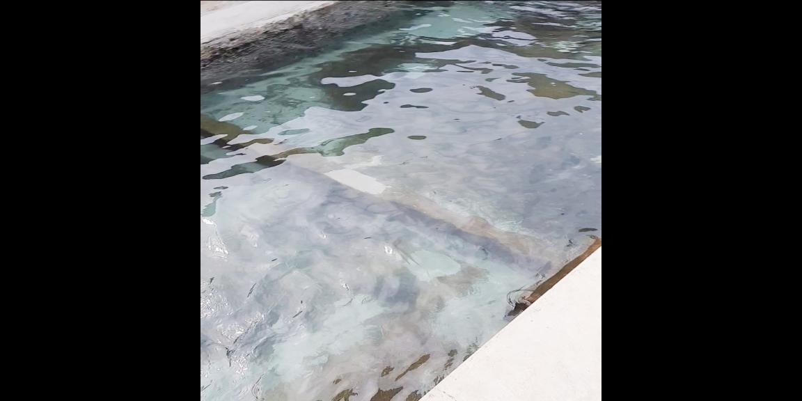 Jual Rumah Plus Usaha Burung Walet dan Budidaya Ikan di Gandusari Blitar Dekat Candi Kotes, Pasar Tugu Jual Rumah Plus Usaha Burung Walet dan Budidaya Ikan di Gandusari Blitar Dekat Candi Kotes, Pasar Tugu