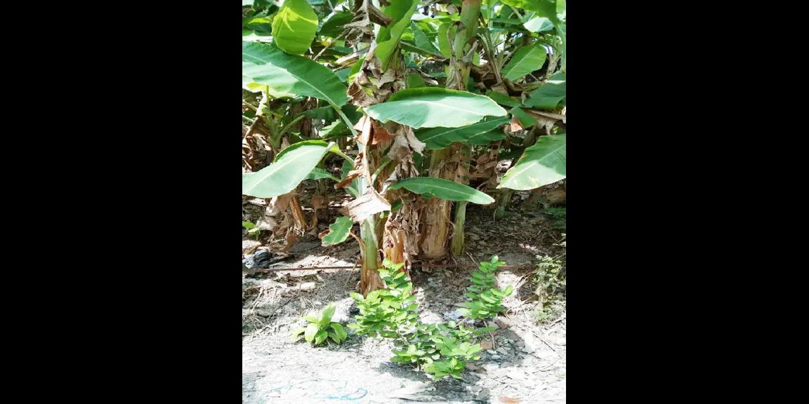 Jual Tanah di Bantul Yogyakarta Dekat Pabrik Gula Madukismo, Padepokan Seni PSBK, Kampus AMA Yogyakarta Jual Tanah di Bantul Yogyakarta Dekat Pabrik Gula Madukismo, Padepokan Seni PSBK, Kampus AMA Yogyakarta