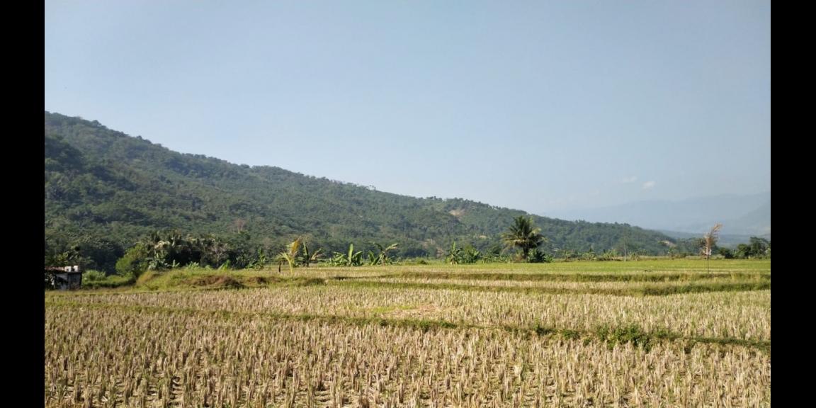 Jual Tanah Kavling Sawah Produktif View Pegunungan 250 m2 Hanya 99jt di Jonggol Bogor Jual Tanah Kavling Sawah Produktif View Pegunungan 250 m2 Hanya 99jt di Jonggol Bogor