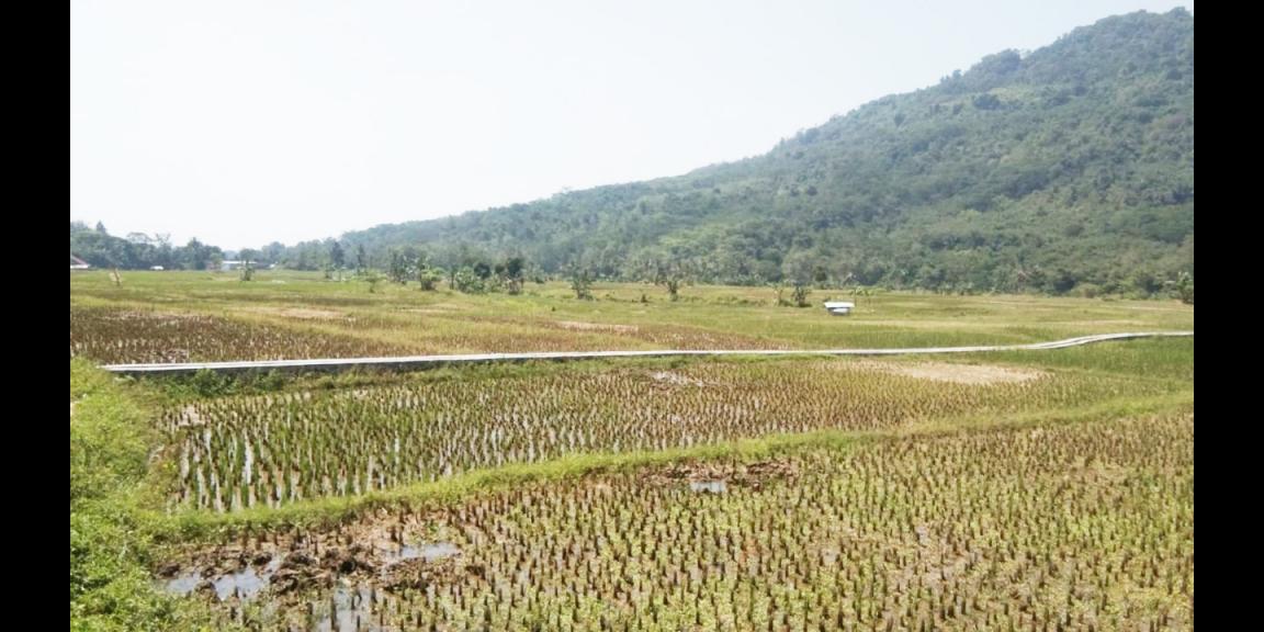 Jual Tanah Kavling Sawah Produktif View Pegunungan 250 m2 Hanya 99jt di Jonggol Bogor Jual Tanah Kavling Sawah Produktif View Pegunungan 250 m2 Hanya 99jt di Jonggol Bogor