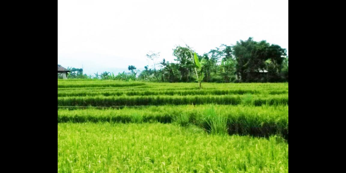 DiJual Tanah Sawah Prospek di Cianjur Puncak Bogor DiJual Tanah Sawah Prospek di Cianjur Puncak Bogor