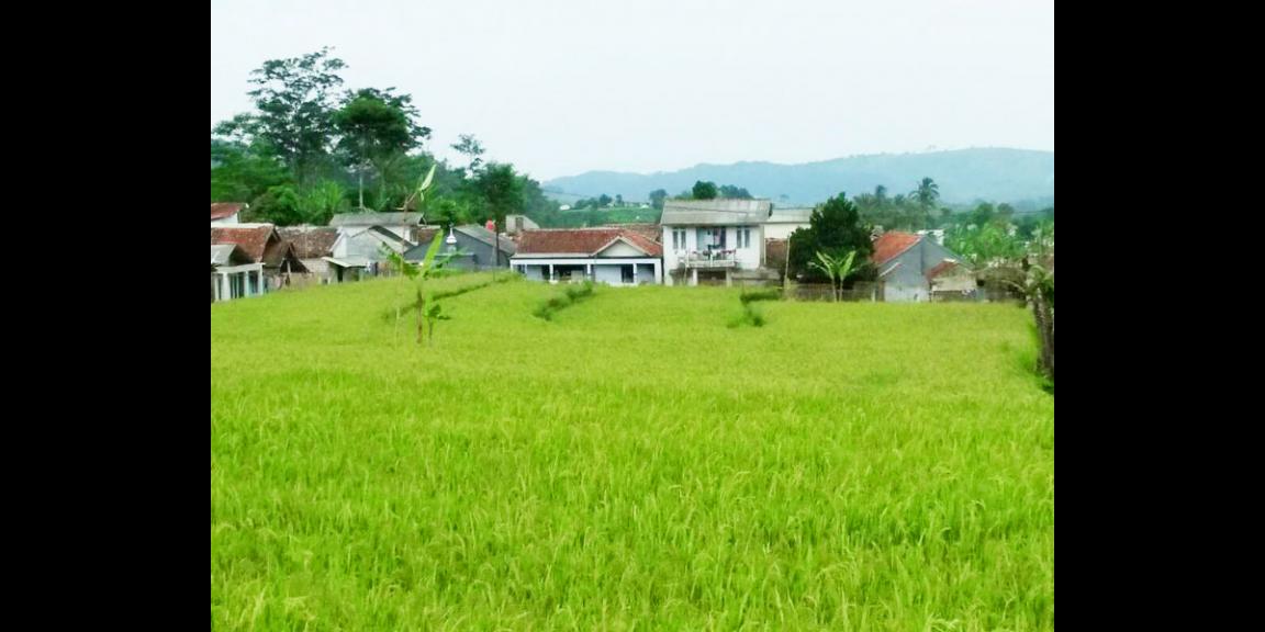 DiJual Tanah Sawah Prospek di Cianjur Puncak Bogor DiJual Tanah Sawah Prospek di Cianjur Puncak Bogor