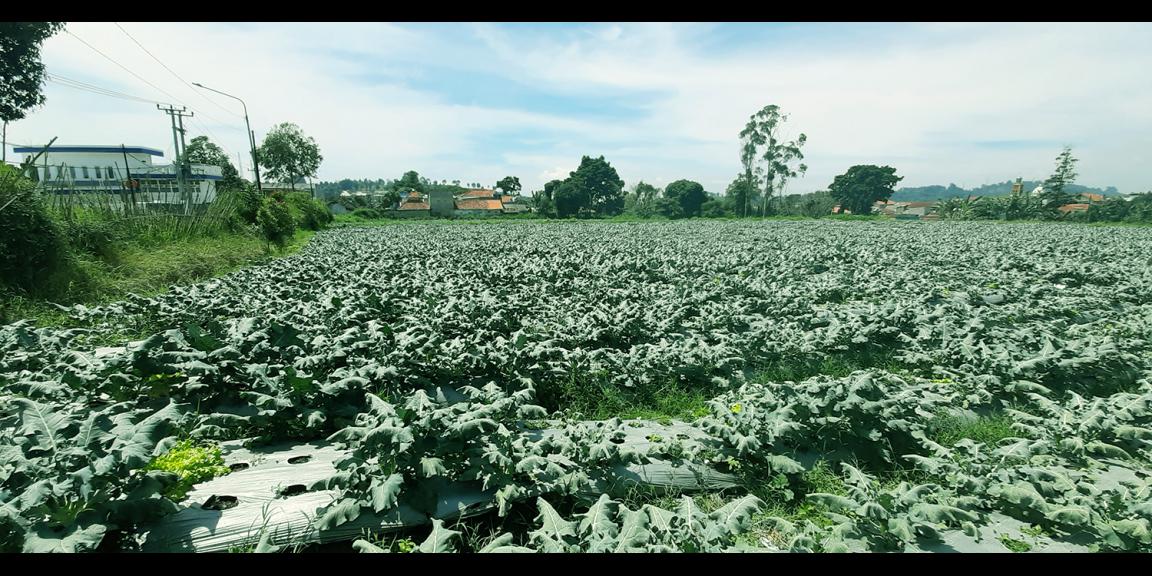 TANAH DI KAWASAN LEMBANG BANDUNG TANAH DI KAWASAN LEMBANG BANDUNG