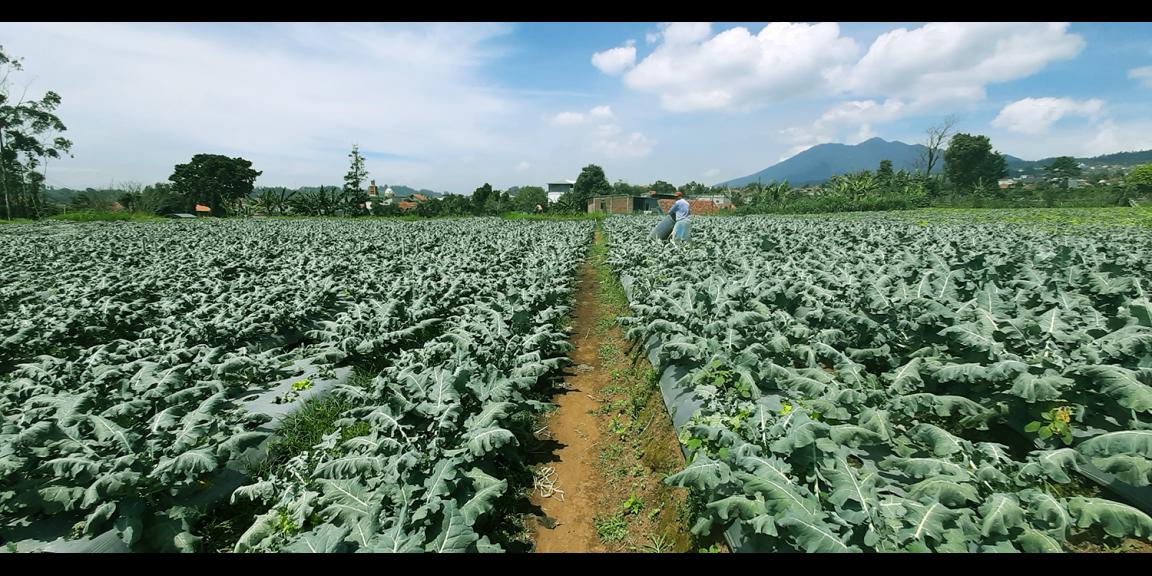 TANAH DI KAWASAN LEMBANG BANDUNG TANAH DI KAWASAN LEMBANG BANDUNG