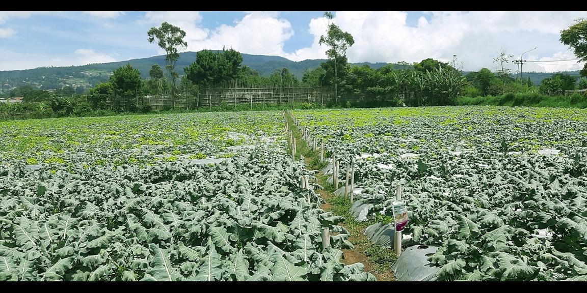 TANAH DI KAWASAN LEMBANG BANDUNG TANAH DI KAWASAN LEMBANG BANDUNG
