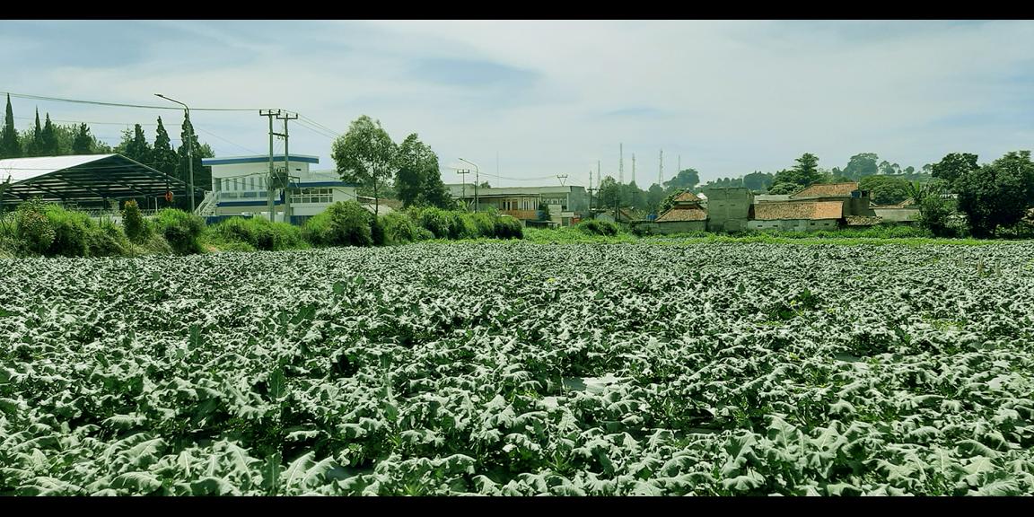 TANAH DI KAWASAN LEMBANG BANDUNG TANAH DI KAWASAN LEMBANG BANDUNG