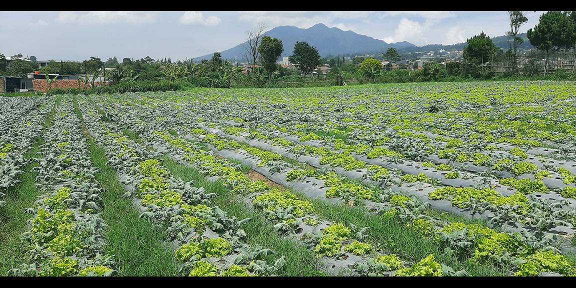 TANAH DI KAWASAN LEMBANG BANDUNG TANAH DI KAWASAN LEMBANG BANDUNG