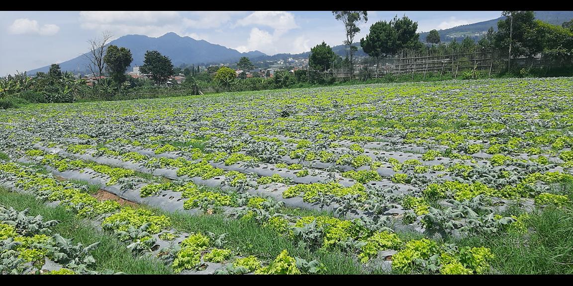 TANAH DI KAWASAN LEMBANG BANDUNG TANAH DI KAWASAN LEMBANG BANDUNG