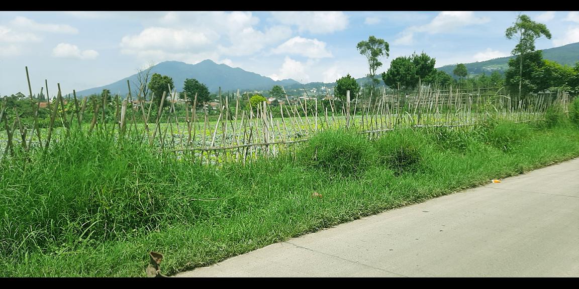 TANAH DI KAWASAN LEMBANG BANDUNG TANAH DI KAWASAN LEMBANG BANDUNG