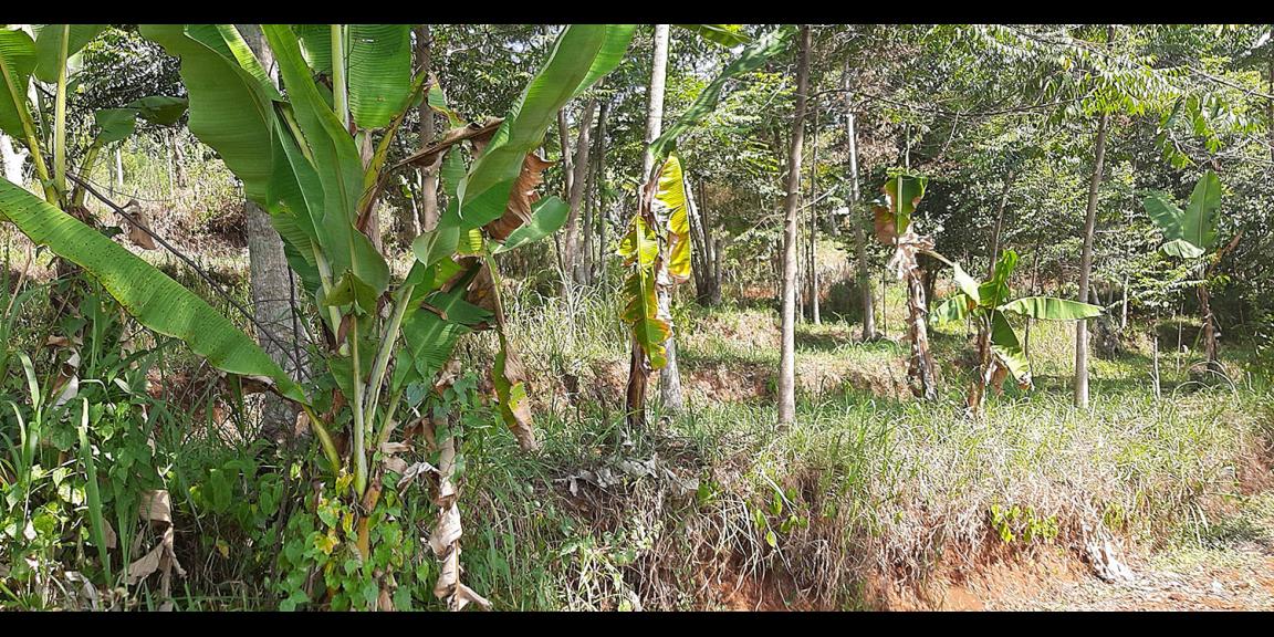TANAH DI TANJUNGSARI SUMEDANG TANAH DI TANJUNGSARI SUMEDANG