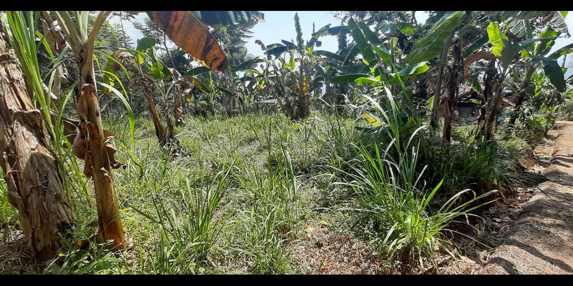 TANAH DI TANJUNGSARI SUMEDANG TANAH DI TANJUNGSARI SUMEDANG