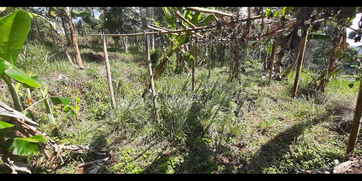 TANAH DI TANJUNGSARI SUMEDANG TANAH DI TANJUNGSARI SUMEDANG