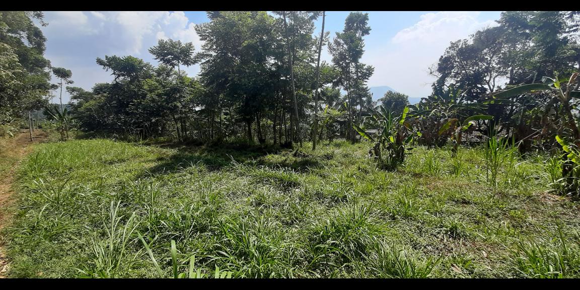 TANAH DI TANJUNGSARI SUMEDANG TANAH DI TANJUNGSARI SUMEDANG