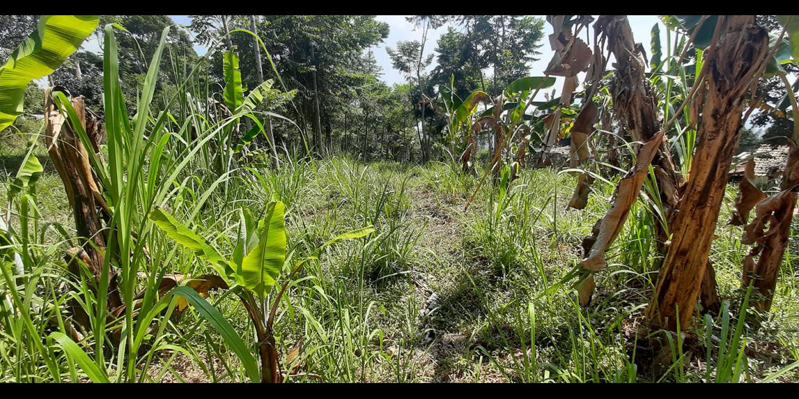TANAH DI TANJUNGSARI SUMEDANG TANAH DI TANJUNGSARI SUMEDANG